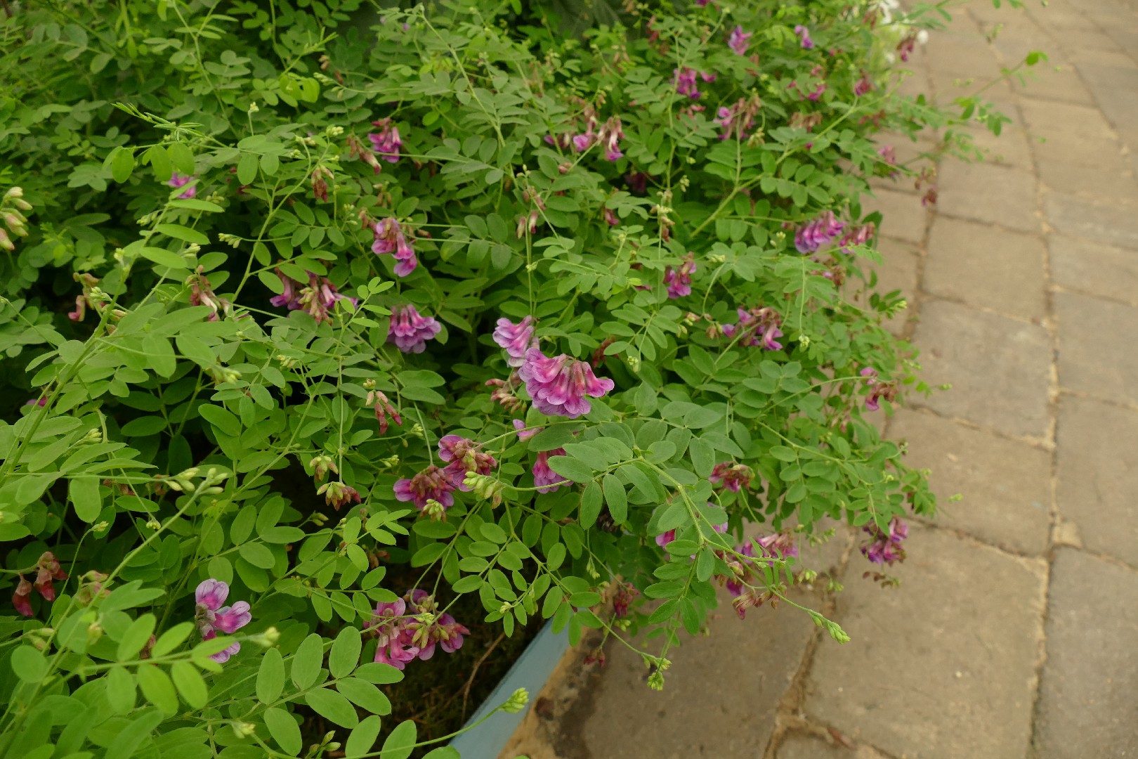 Gesse Rosa Gesse noire (Lathyrus niger) - PictureThis