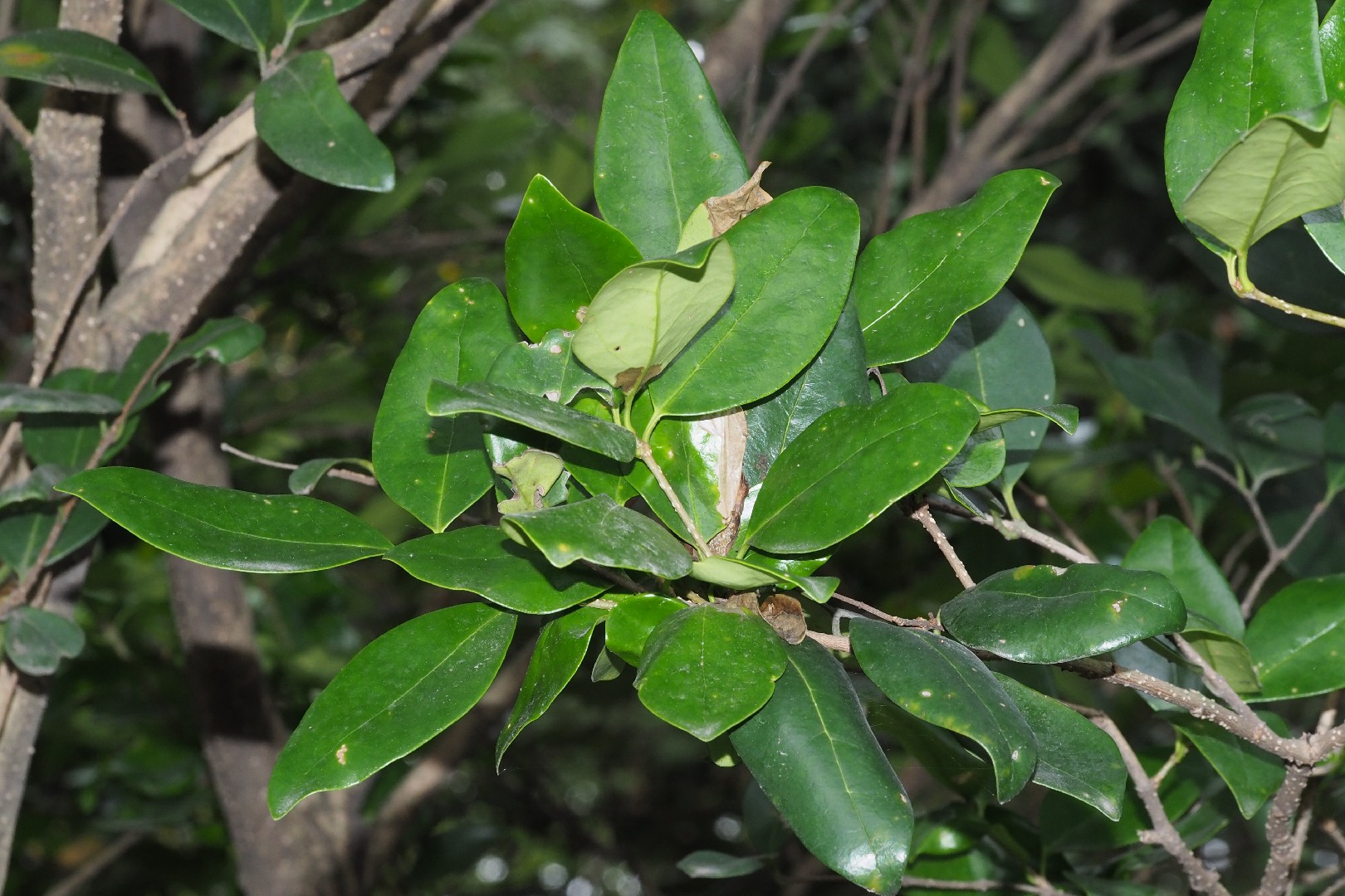 Japanischer Liguster - Ligustrum japonicum (Pflege, Merkmale, Blume,  Bilder, Giftig)
