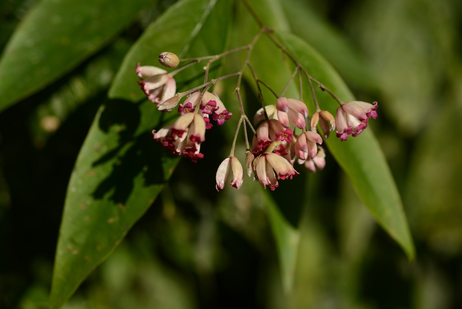 Rhamnoneuron PictureThis