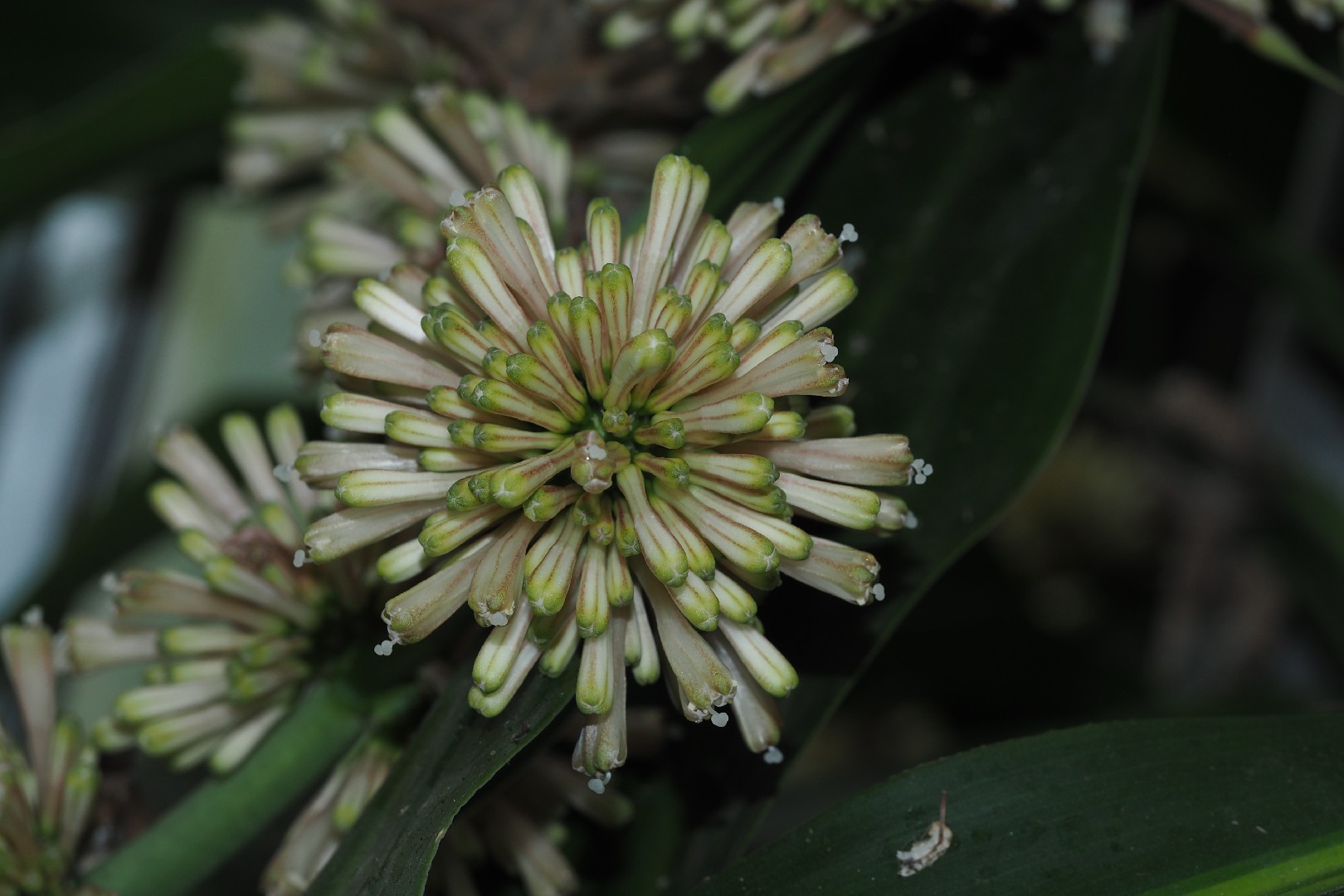 Corn plant - Dracaena fragrans (Care, Characteristics, Invasive, Images)