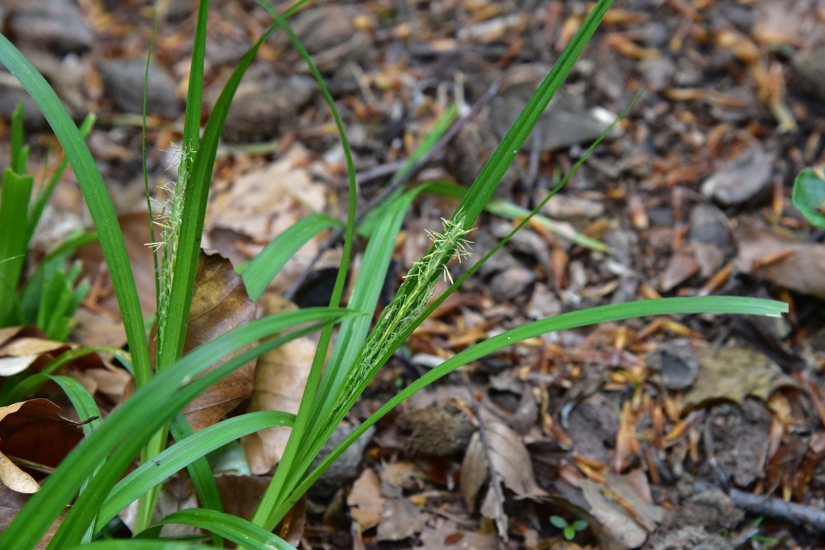 Brachypodes (Brachypodium)