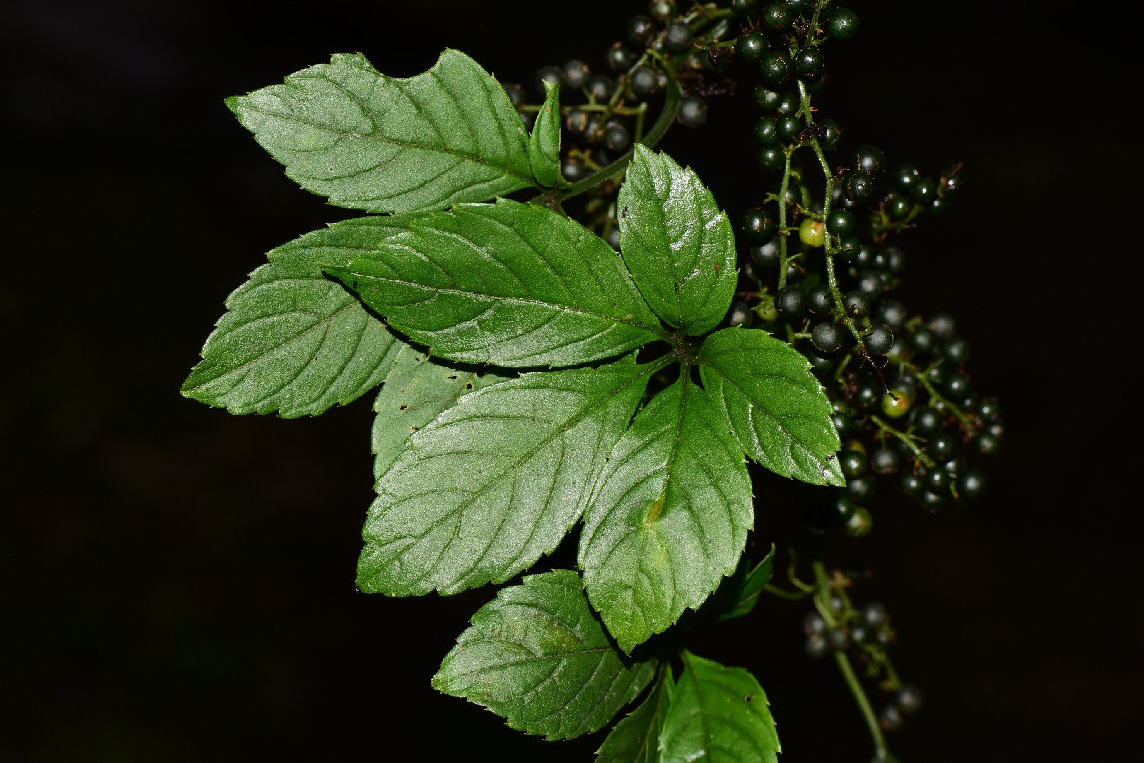 Twisting blue plant - Gynostemma pentaphyllum (Care, Characteristics,  Flower, Images, Edible)