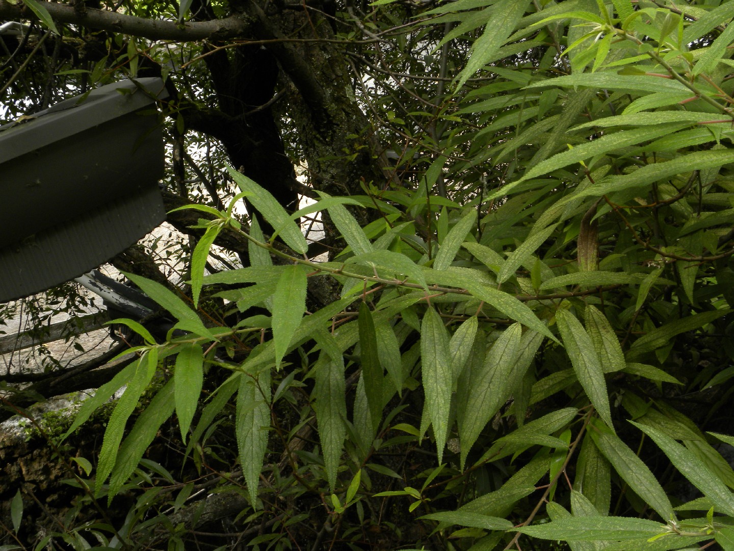 ヤナギイチゴ (分類, 特徴, 分布, 画像)