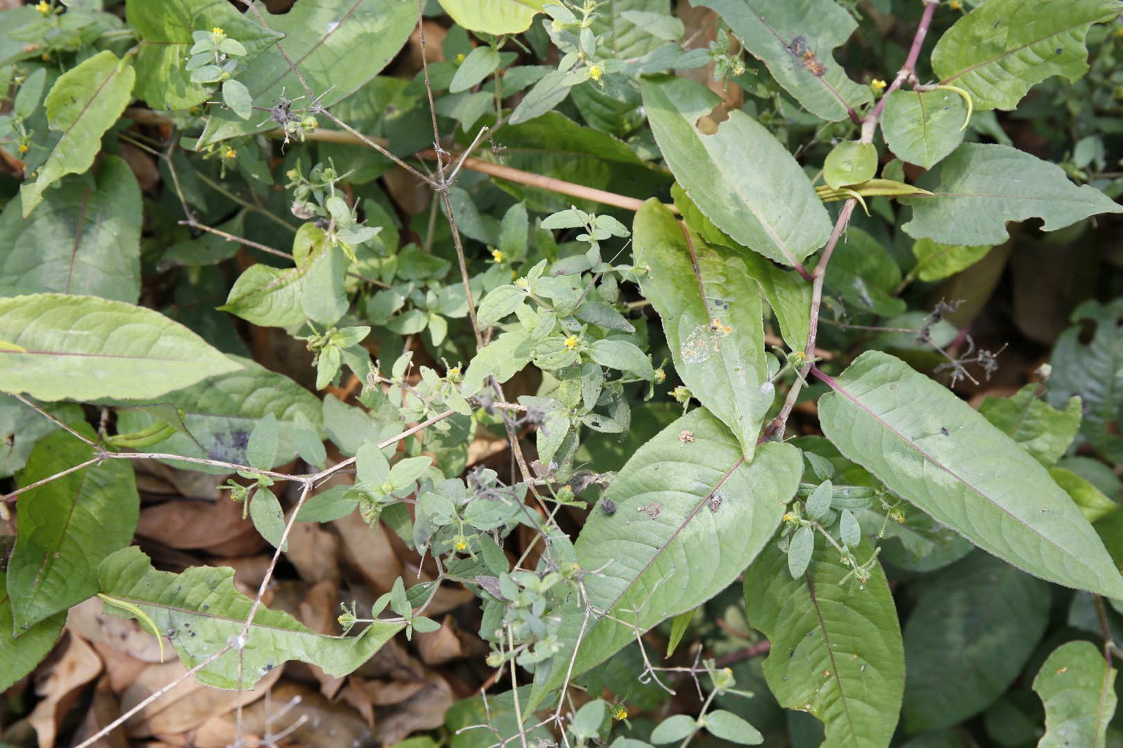 Colle-colle (Sigesbeckia orientalis) - PictureThis