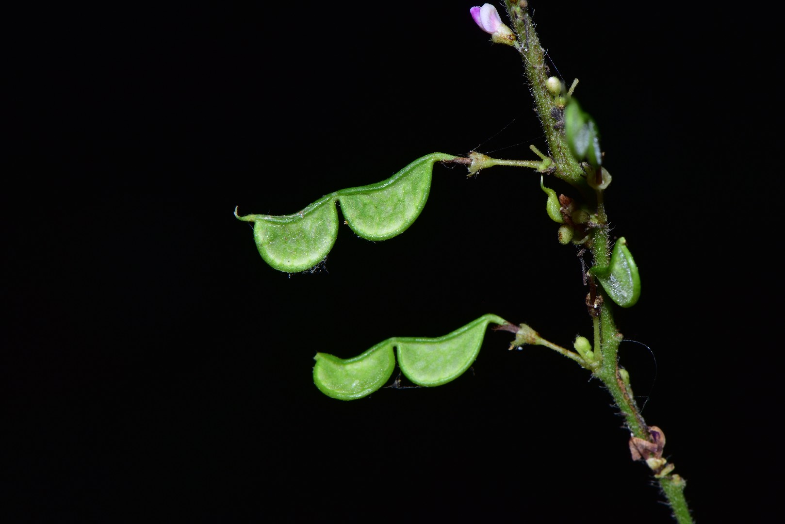 Amor seco (Hylodesmum)