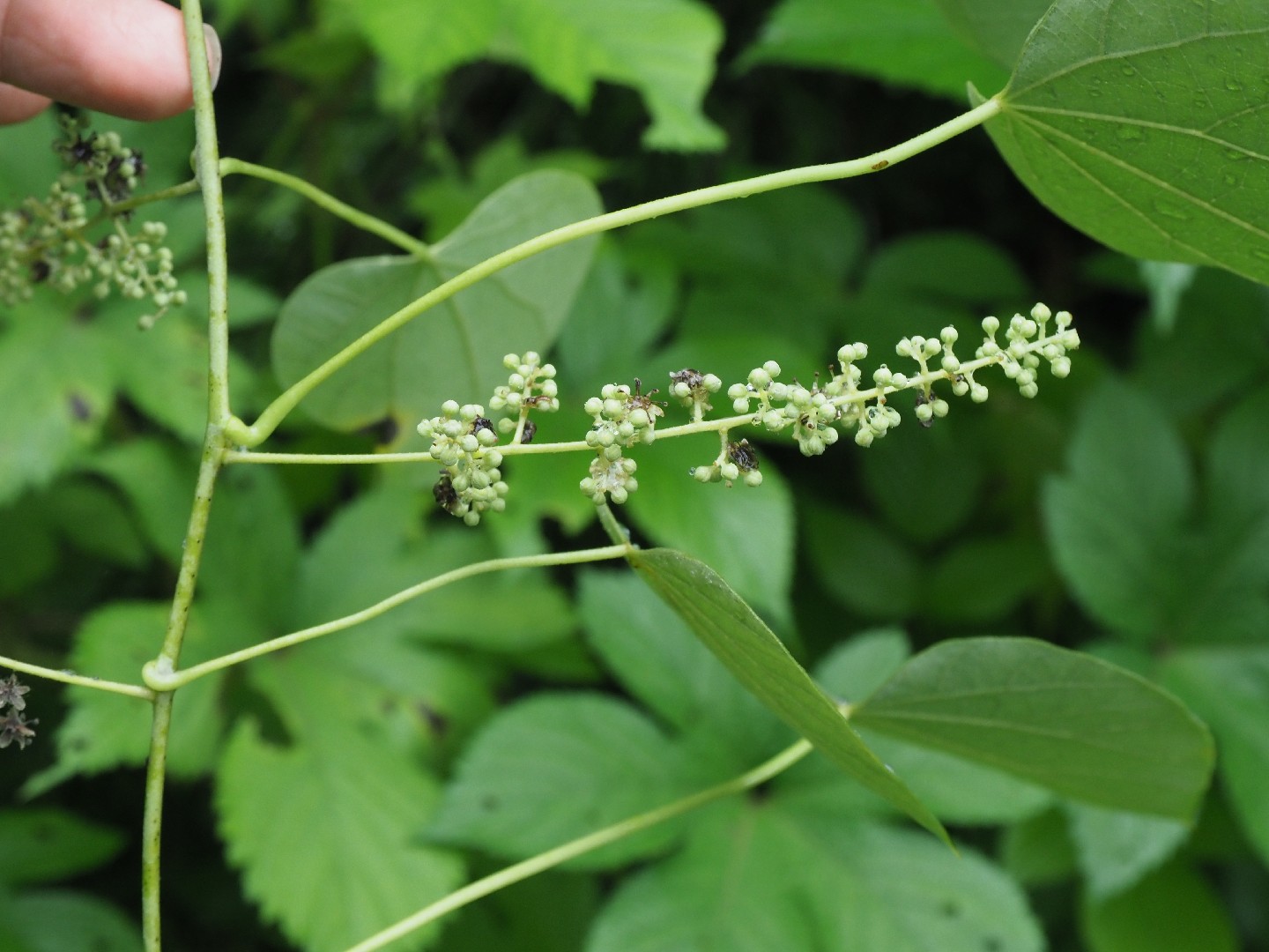 ツヅラフジ (葛籠藤) (分類, 特徴, 分布, 画像)