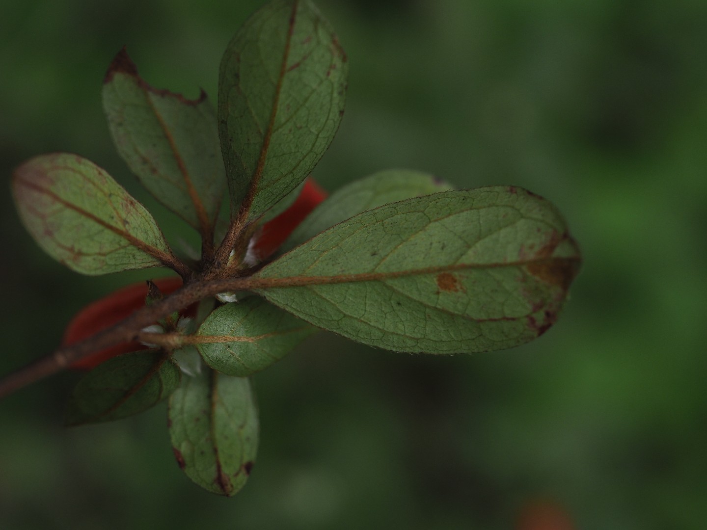 Red azalea - Rhododendron simsii (Care, Characteristics, Flower, Images)