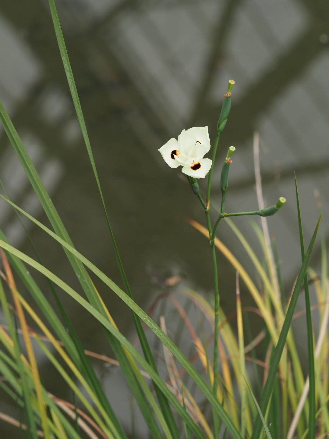Nederlandsche flora en pomona, image size:1080x1440