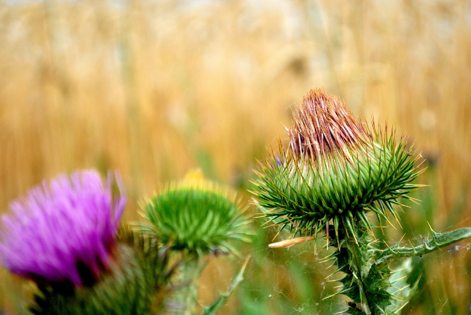 Setaria megaphylla - PictureThis