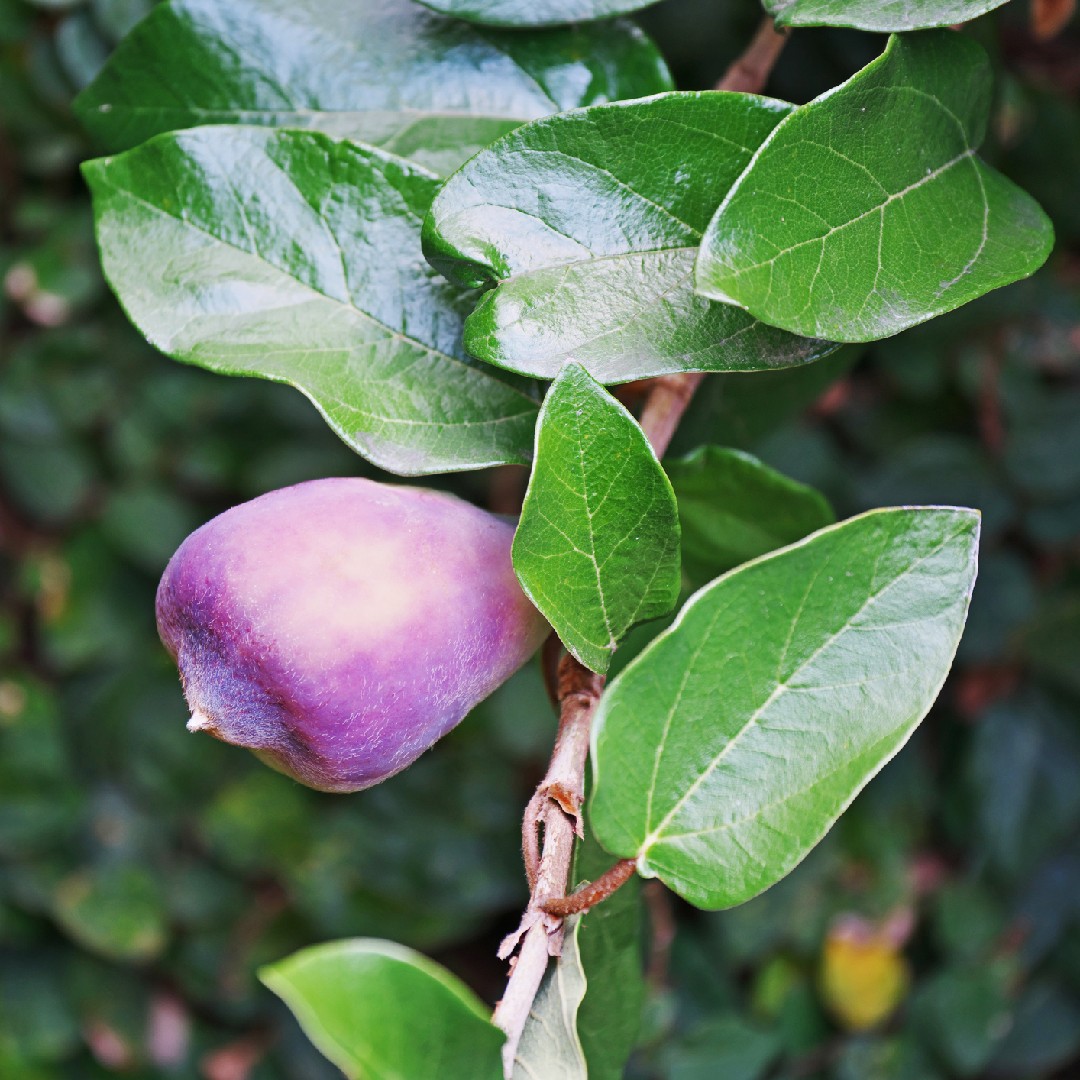 オオイタビ Ficus Pumila 花言葉 学名 よくある質問 Picturethis オオイタビ Ficus Pumila 花言葉 学名 よくある質問 Picturethis