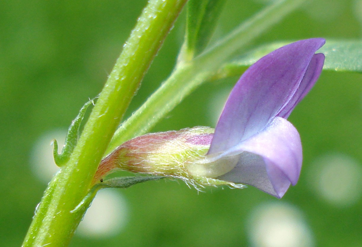 ヒナカラスノエンドウ 雛烏野豌豆 Vicia Lathyroides 花言葉 学名 よくある質問 Picturethis
