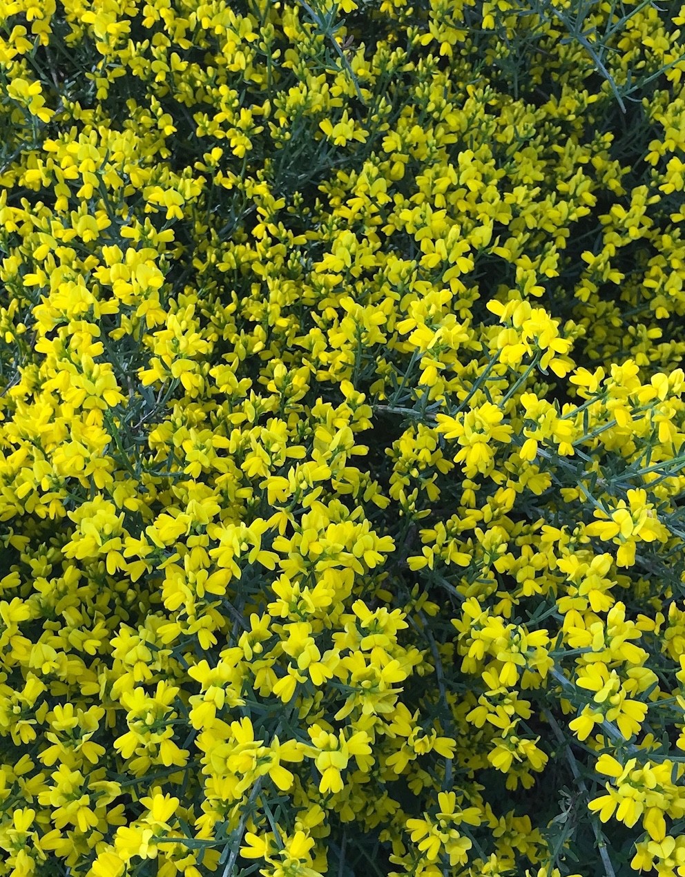genista-germanica-picturethis