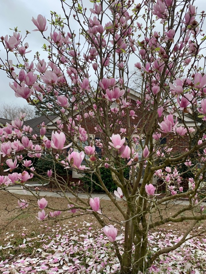 Magnolia 'Heaven Scent' (Magnolia 'Heaven Scent') PictureThis