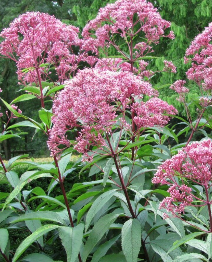 Eupatorium maculatum 'Purple Bush' - PictureThis