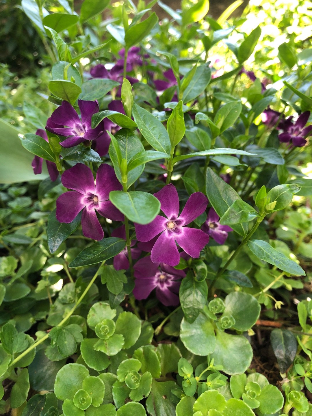 Vinca (Vinca) PictureThis