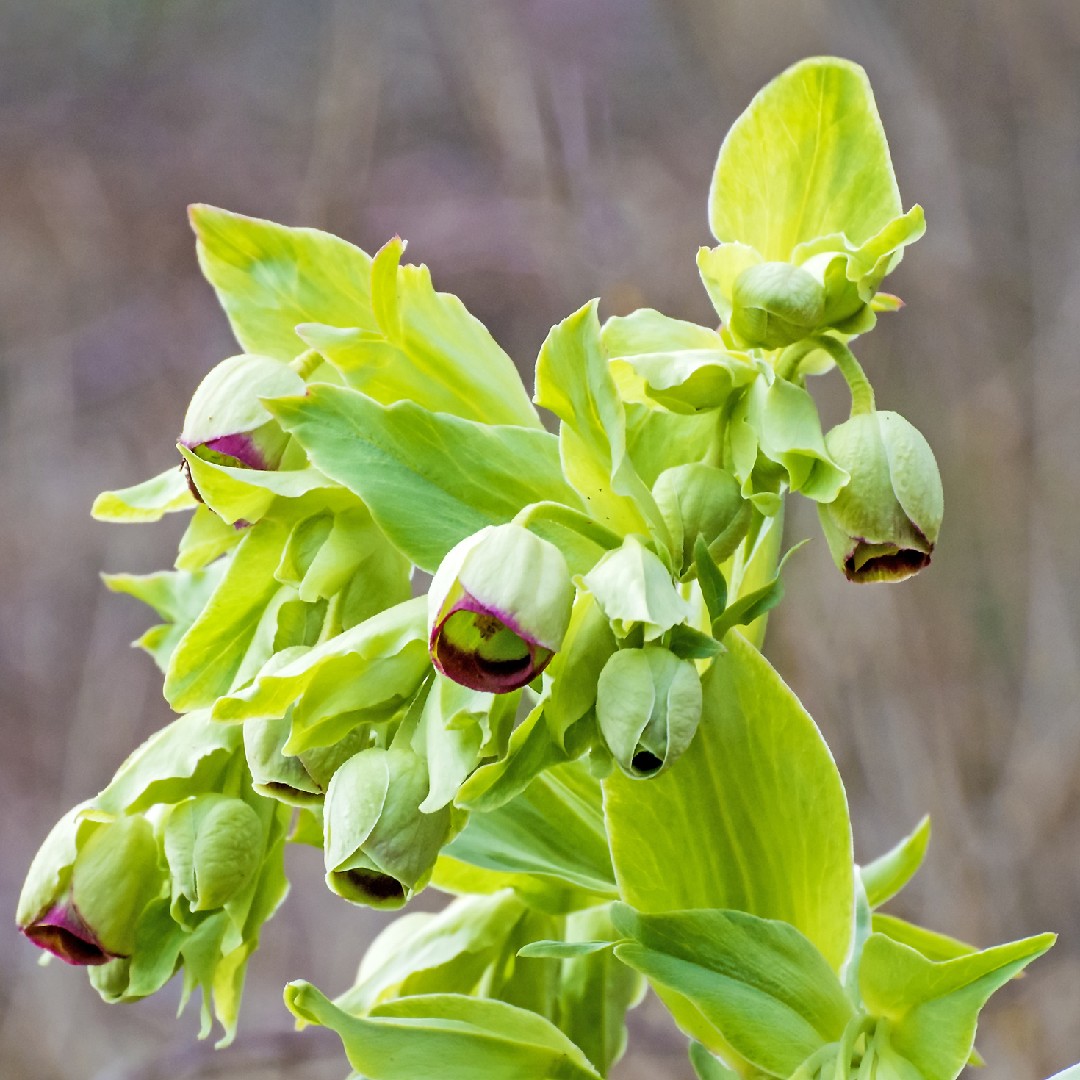 ノロワ レ ポン ア ムーソンではどんな花が冬に咲きますか Picturethis