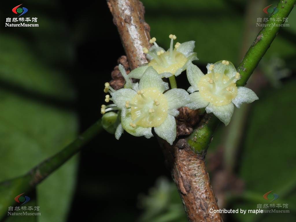 Actephila (Actephila) Picturethis