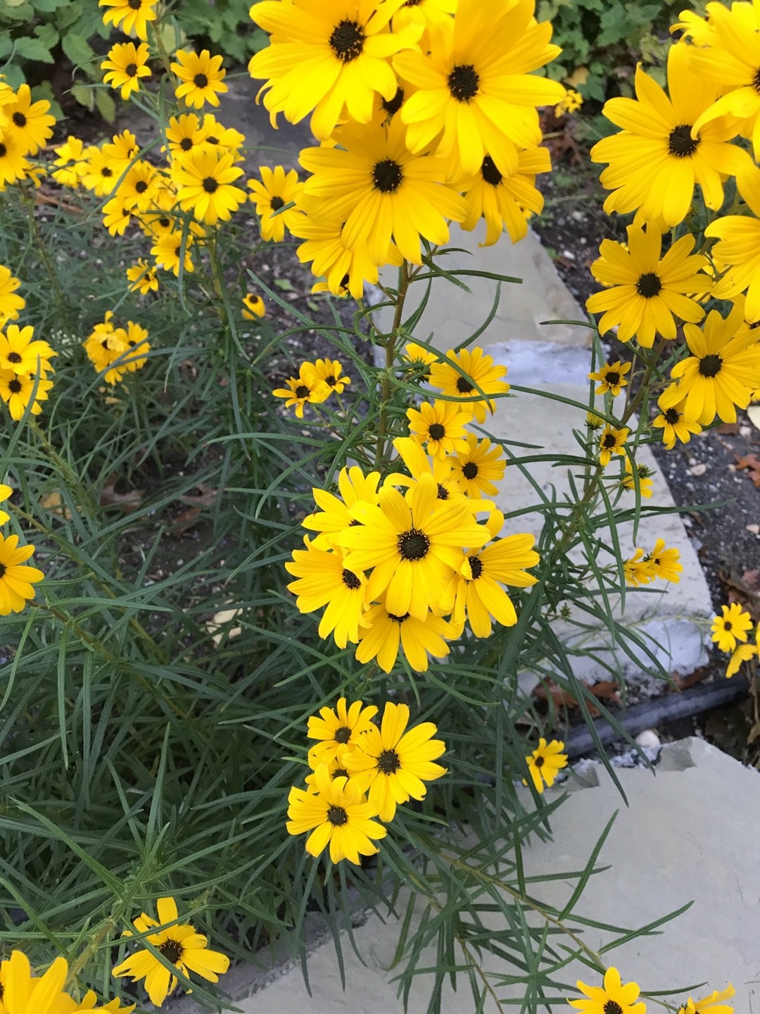 Helianthus PictureThis