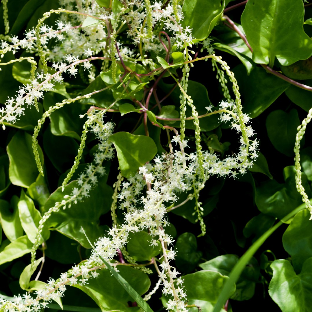 オカワカメ Anredera Cordifolia 花言葉 学名 よくある質問 Picturethis