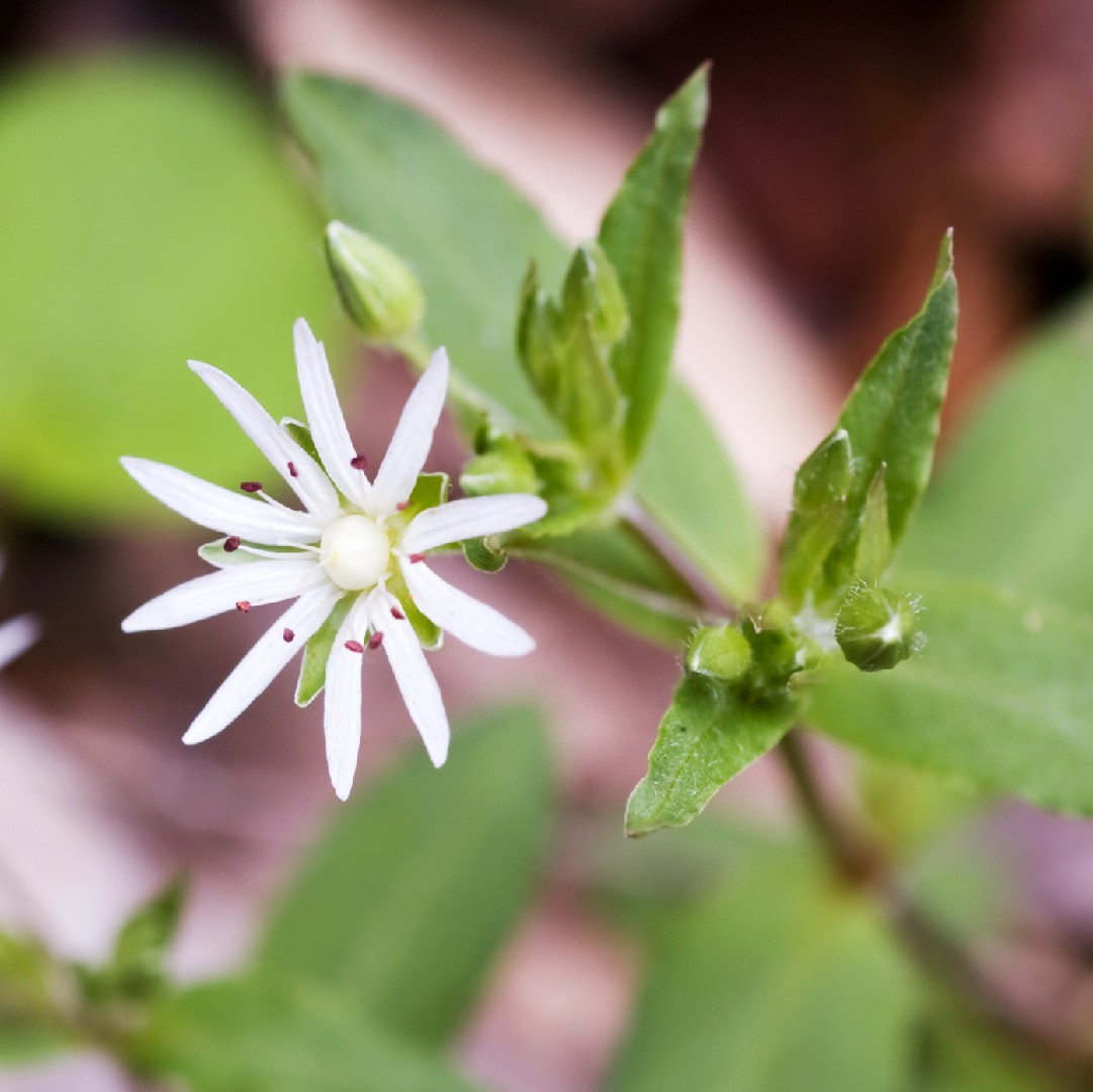 Stellaria Pubera 花言葉 学名 よくある質問 Picturethis