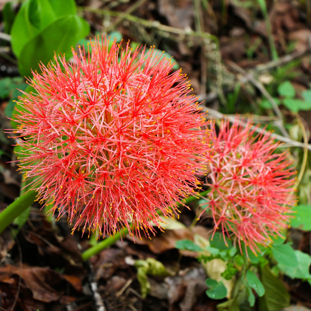 Scadoxus 花言葉 学名 よくある質問 Picturethis