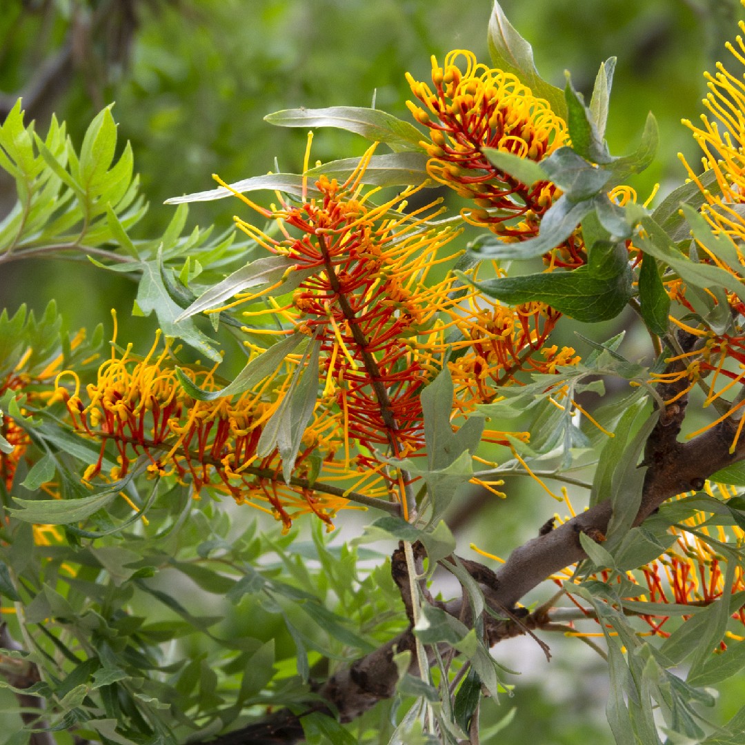 PictureThis - (Grevillea robusta) بلوط حريري