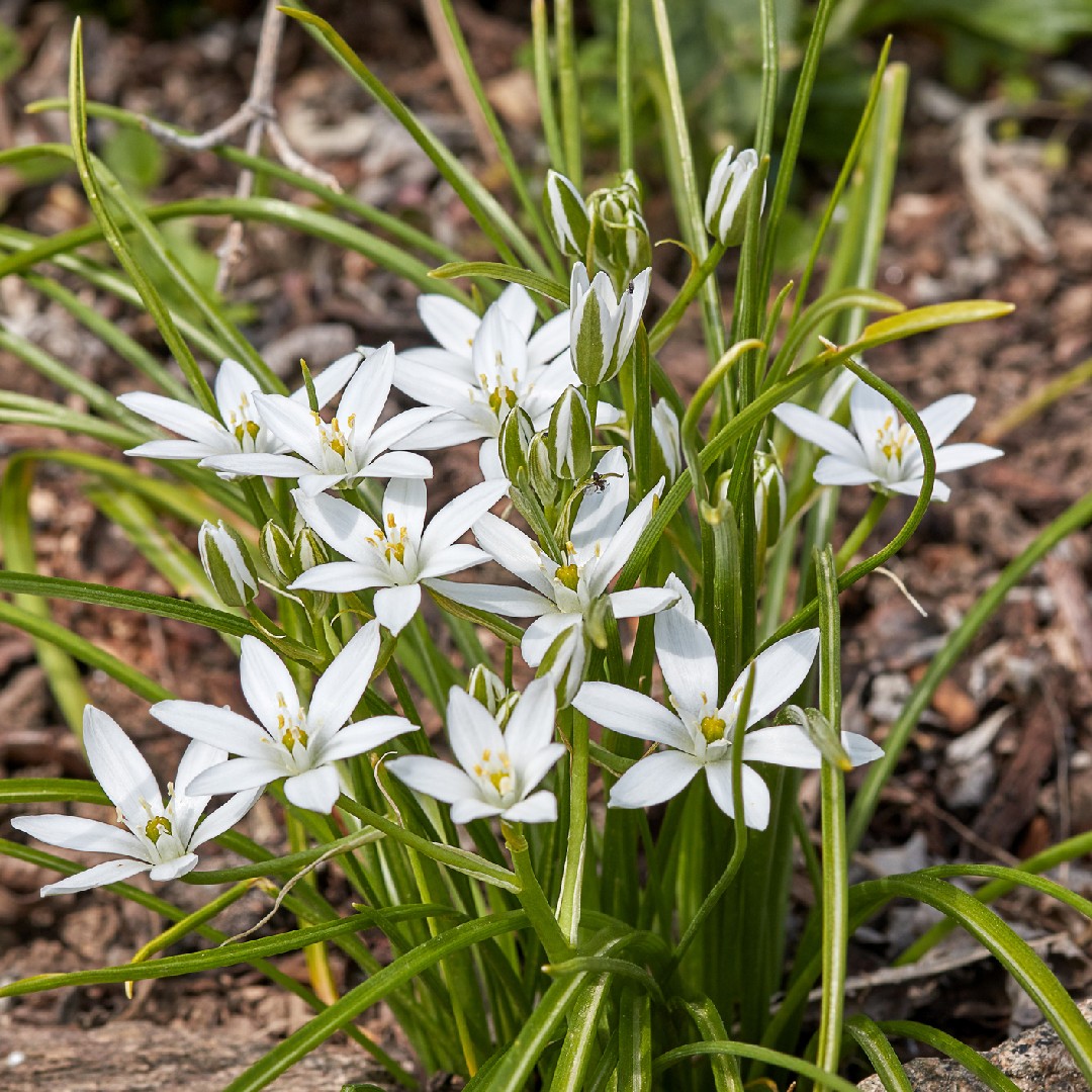 オオアマナ Ornithogalum Umbellatum 花言葉 学名 よくある質問 Picturethis オオアマナ Ornithogalum Umbellatum 花言葉 学名 よくある質問 Picturethis