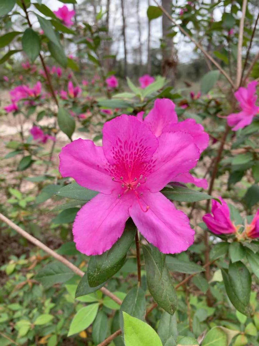 Rhododendron (Rhododendron) - PictureThis