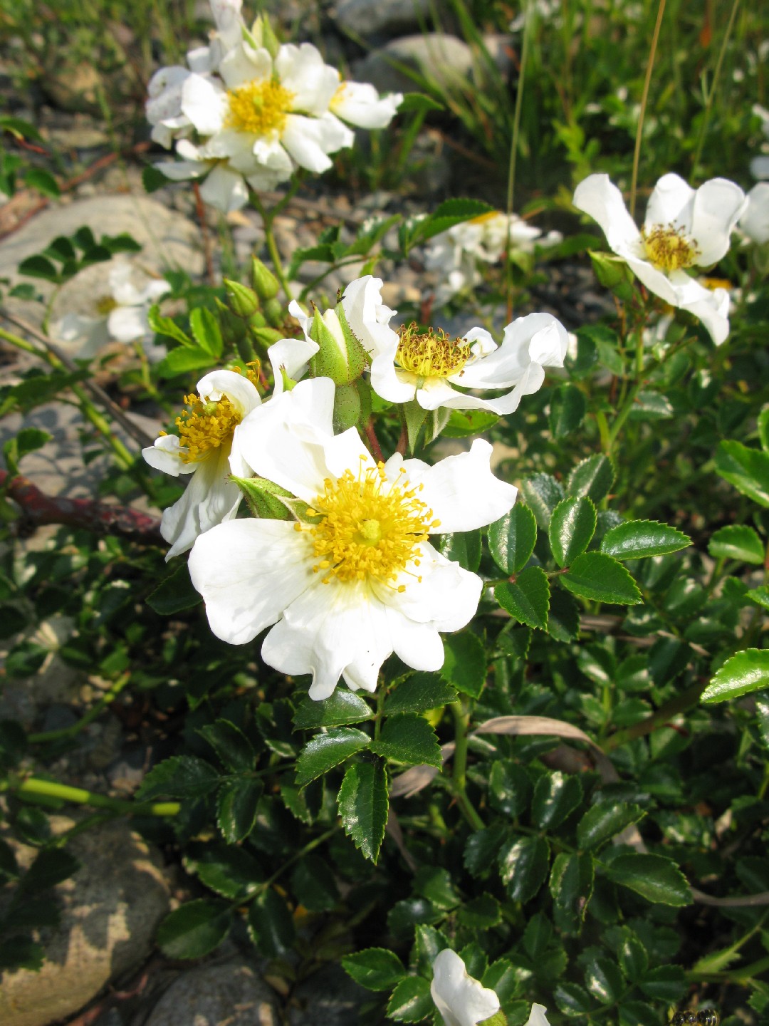 テリハノイバラ 照葉野茨 Rosa Luciae 花言葉 学名 よくある質問 Picturethis