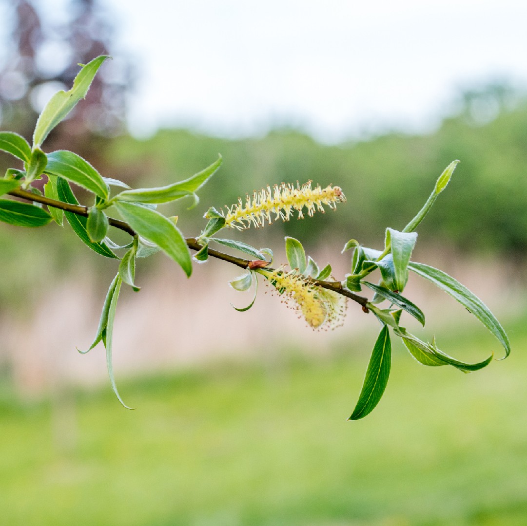 セイヨウシロヤナギ（西洋白柳） (Salix alba) 花言葉，毒性，よくある質問 - PictureThis