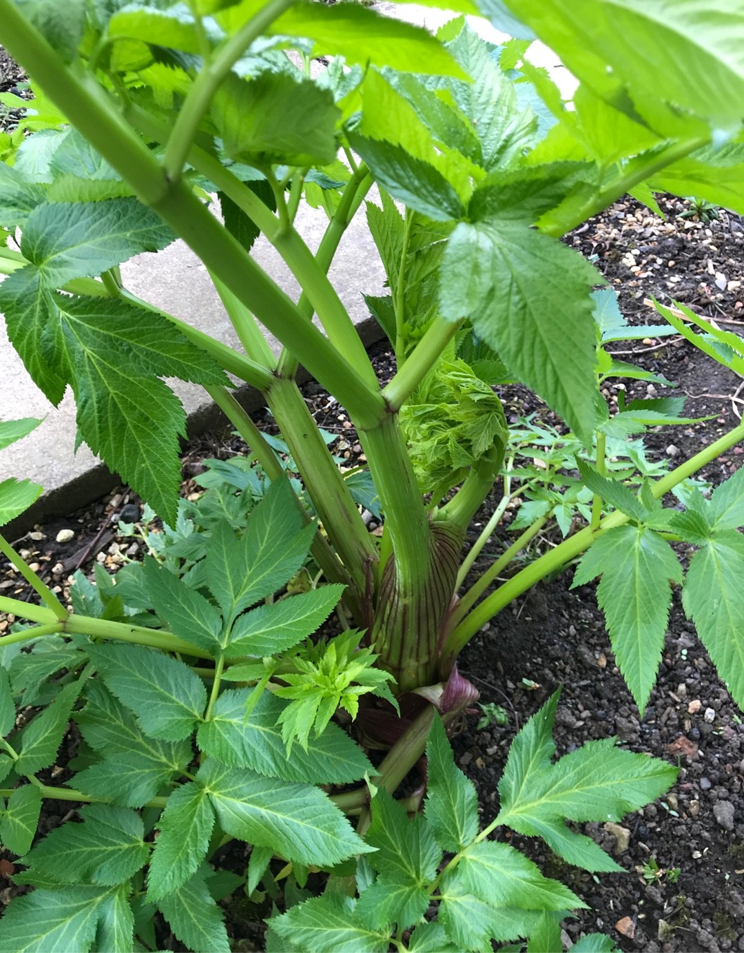 Angelica dahurica (Angelica dahurica) PictureThis