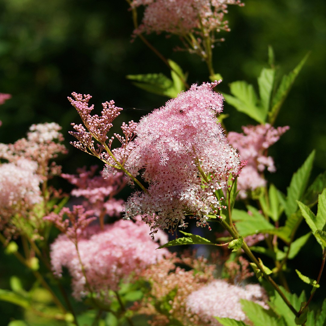 アメリカシモツケソウ Filipendula Rubra 花言葉 学名 よくある質問 Picturethis アメリカシモツケソウ Filipendula Rubra 花言葉 学名 よくある質問 Picturethis