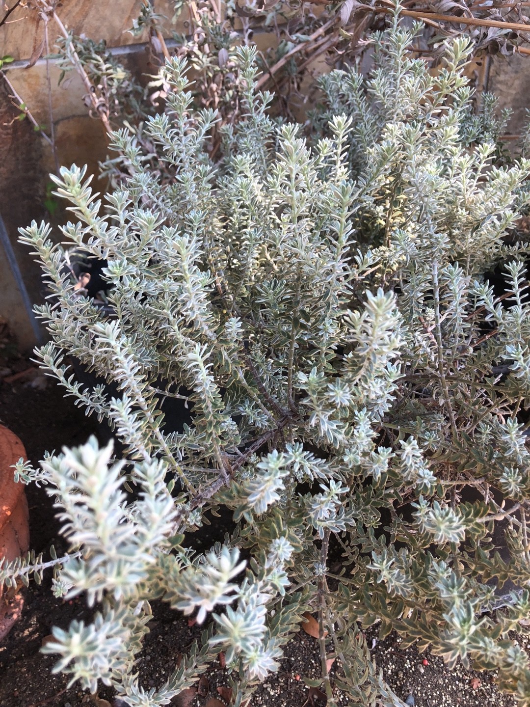 Ozothamnus rosmarinifolius &lsquo;Silver Jubilee&rsquo; Flower, Leaf, Care, Uses