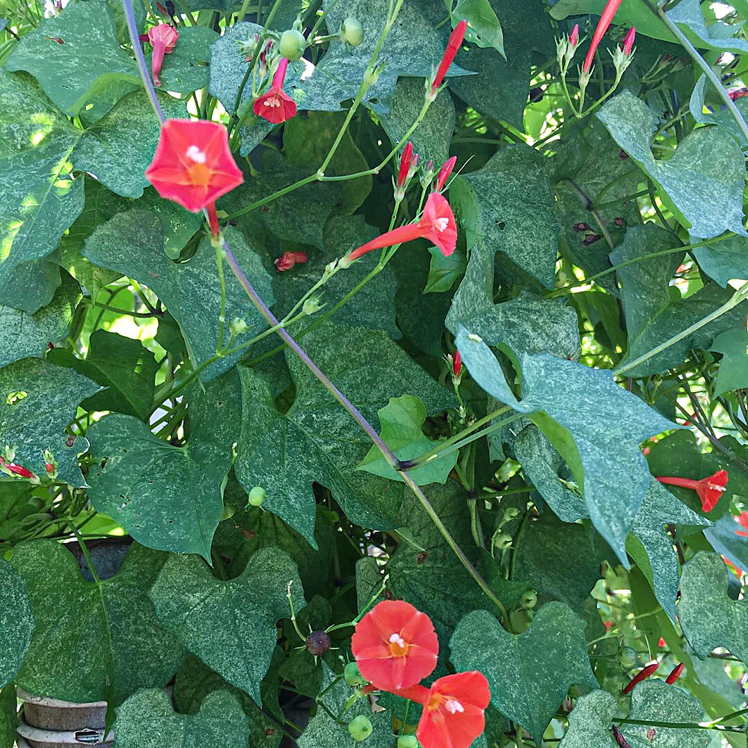 心葉蔦蘿 Ipomoea Hederifolia 照顧 種植 繁殖 開花時間 Picturethis