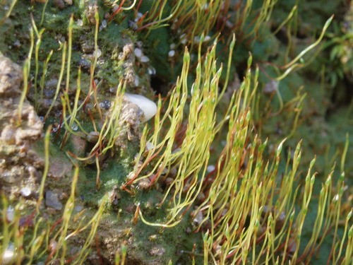 Pogonatum pensilvanicum PictureThis