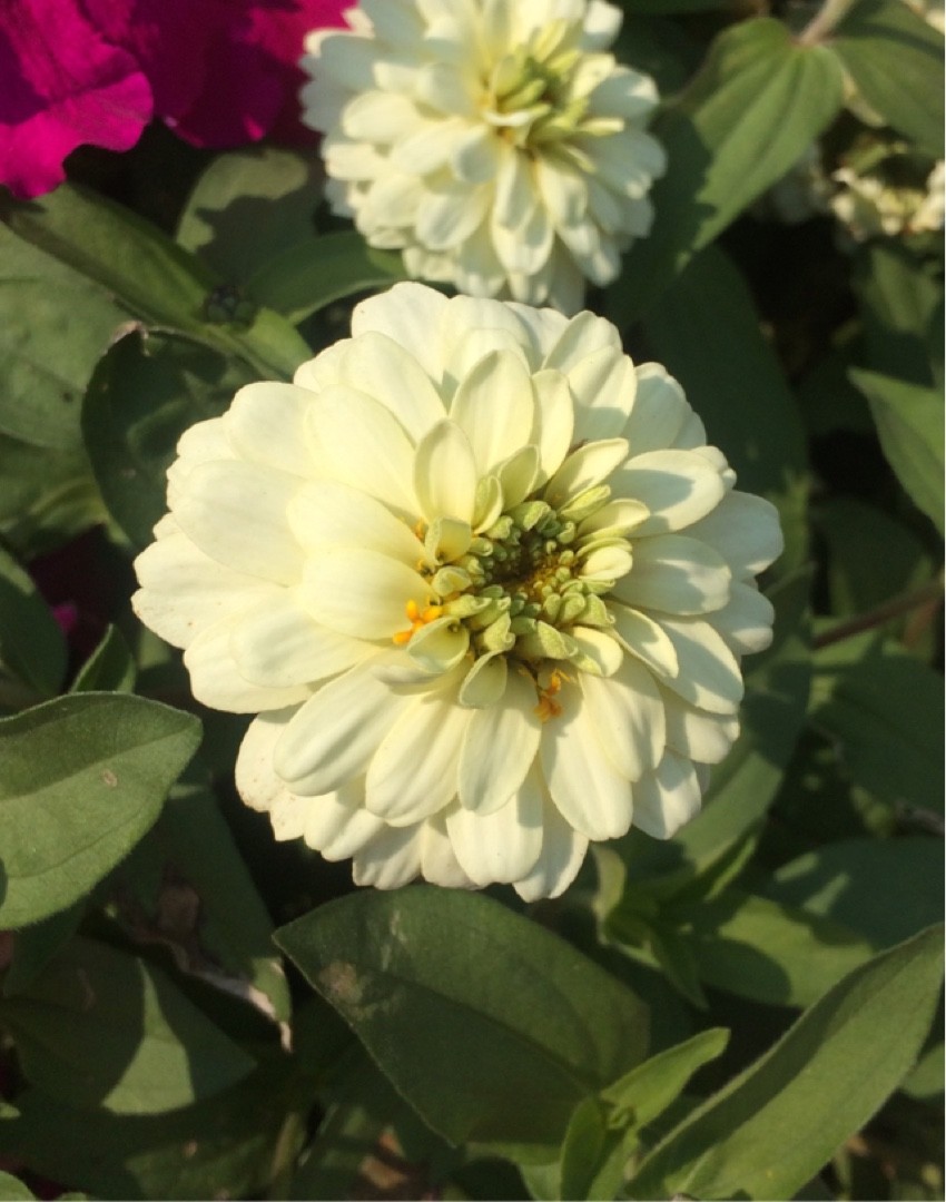 Zinnias 'Double Zahara White' (Zinnia marylandica 'Double Zahara White