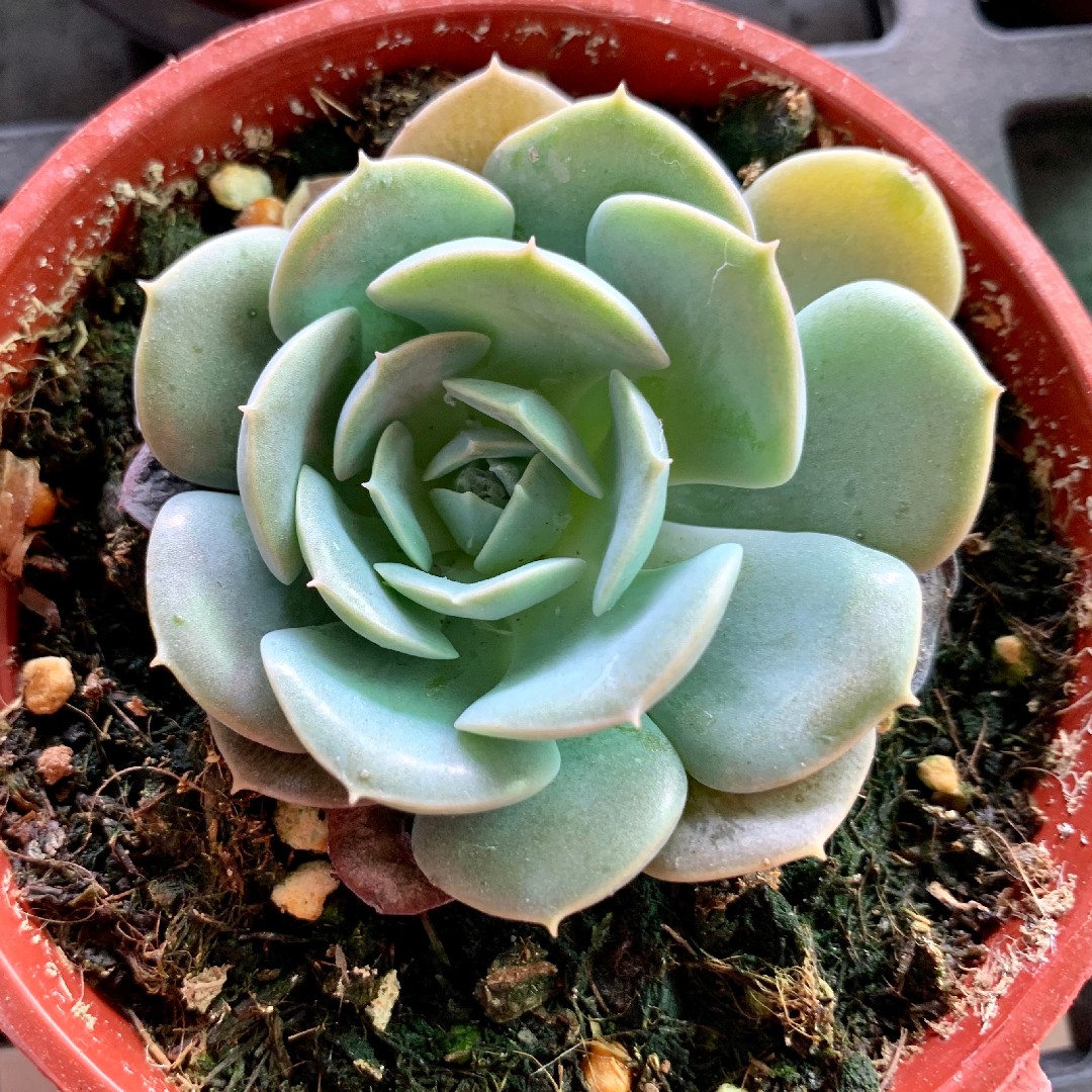 ラブリーローズ (×Graptoveria 'Lovely Rose') - PictureThis