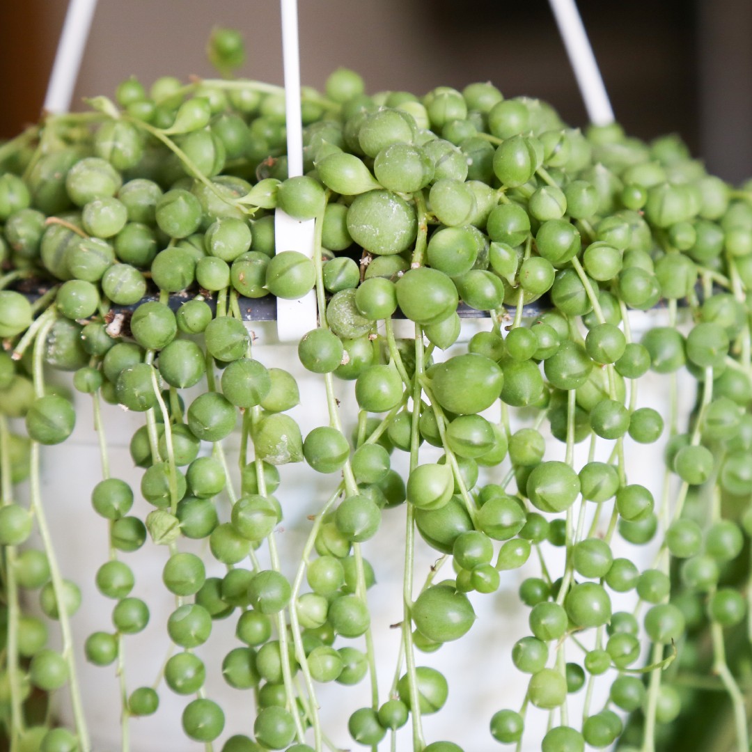 What does stringofpearls mean? PictureThis