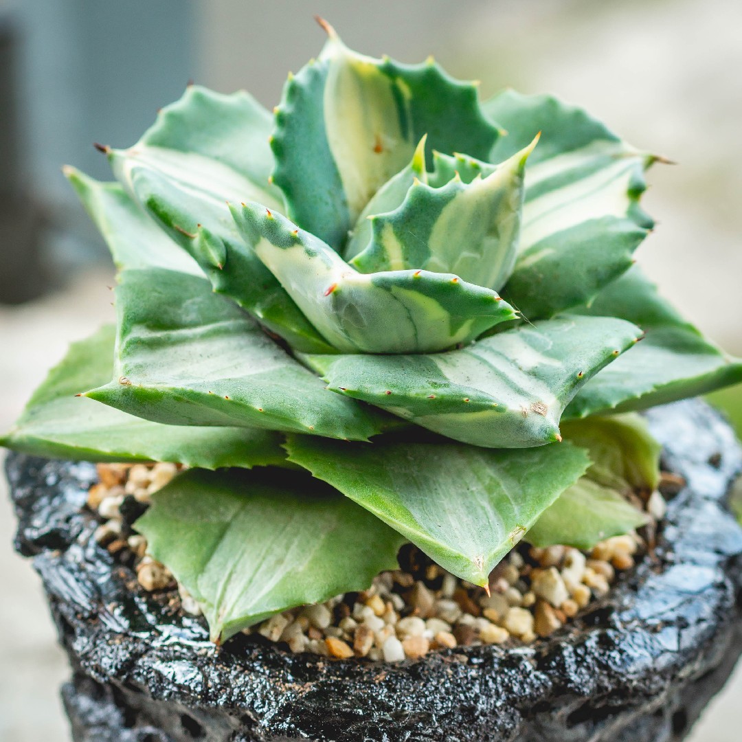 多肉植物王妃雷神黄中斑極上斑a 本物保証，格安 L37 多肉植物 アガベ 王妃雷神 黄中斑 厚い葉 鮮明錦