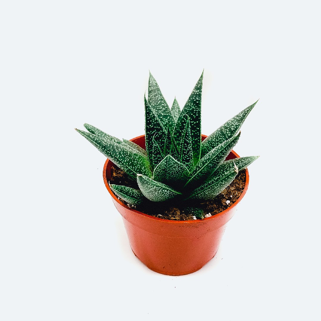 ガステリア フロウ (×Gasteraloe 'Flow') - PictureThis