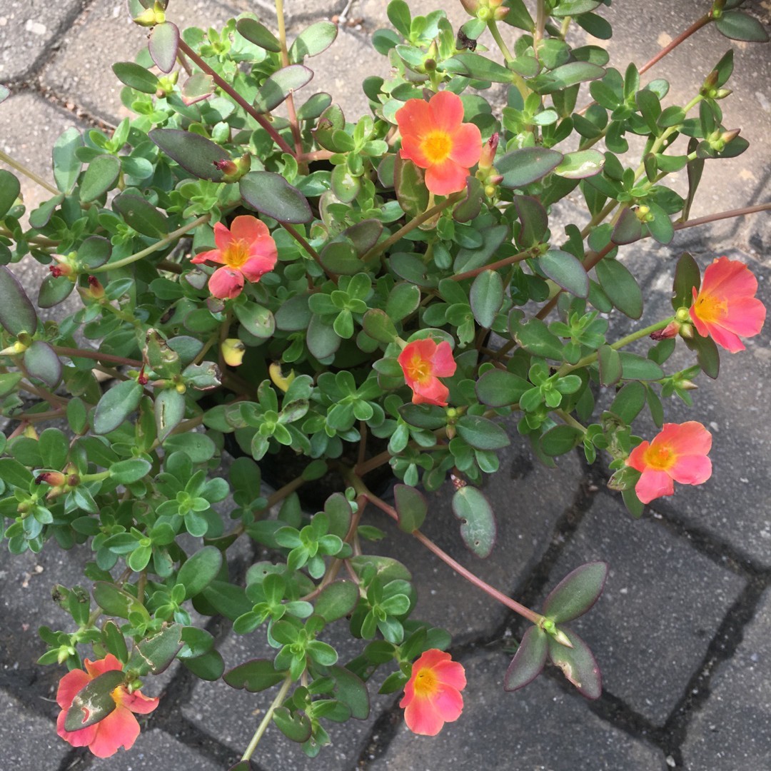 Image of Wingpod purslane plant