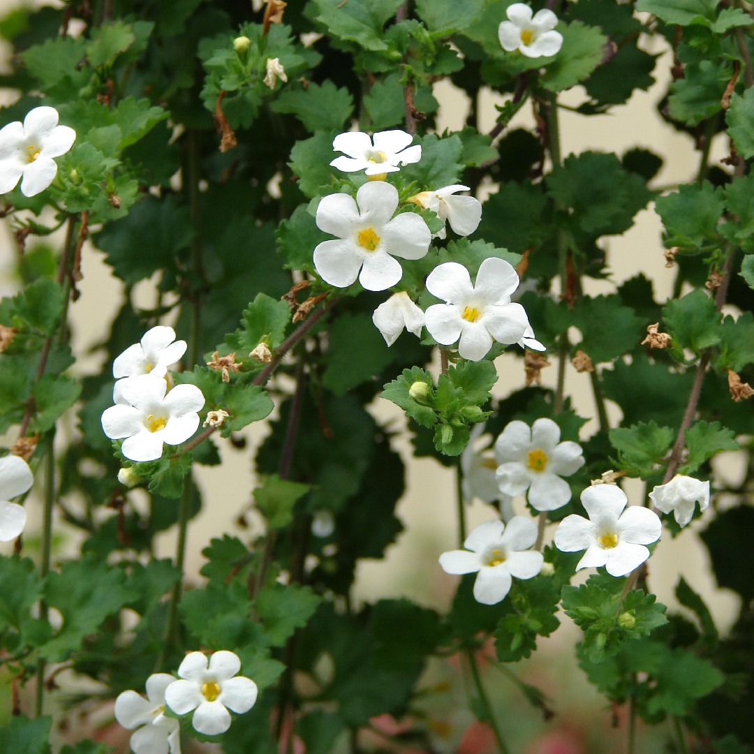 Bacopa Fleurs Blanches Pot 11 cm - Le Jardin du Rudel