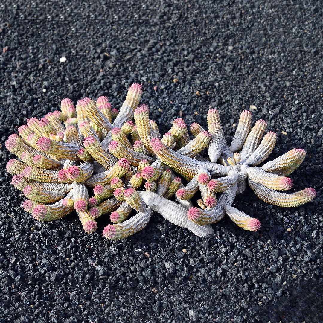 ユーフォルビア・マミラリス・バリエガータ (Euphorbia mammillaris
