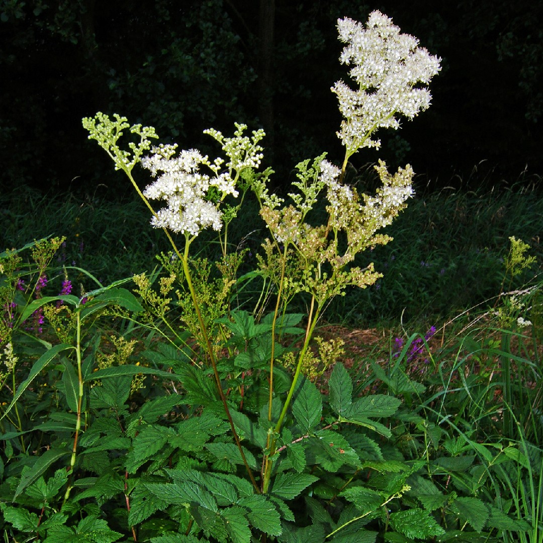 Reine des prés — Floréale