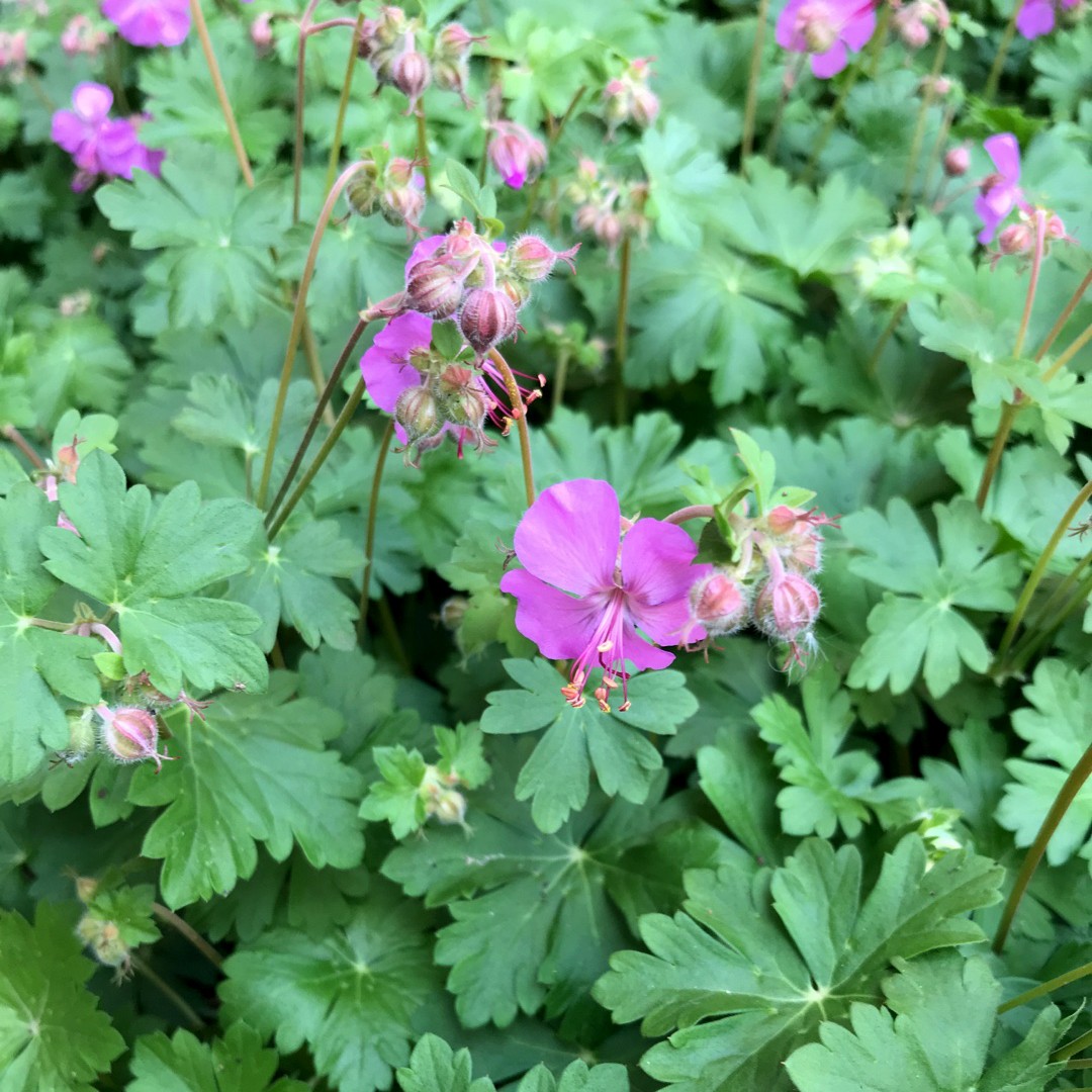 Gerânio-de-raiz-grande (Geranium macrorrhizum) - PictureThis