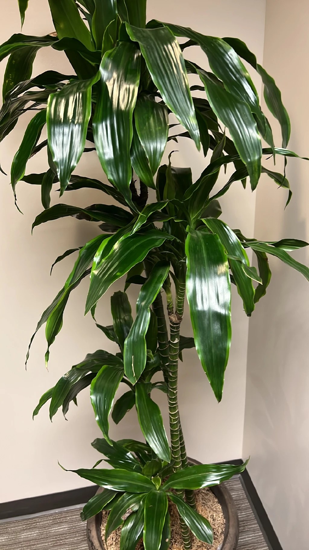 Comment identifier Dracna odorant (Dracaena fragrans)