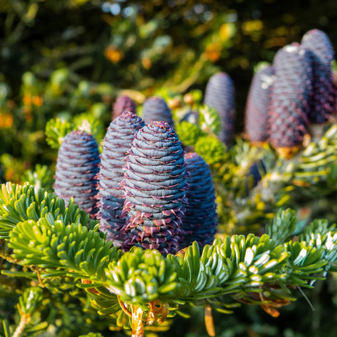 When is the best time to prune my Balsam fir? PictureThis