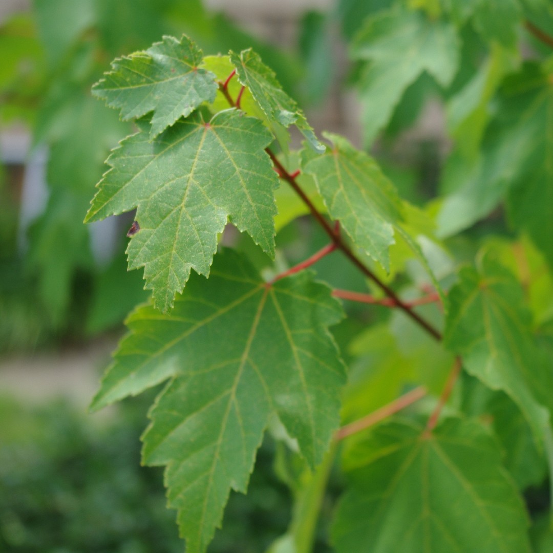 Rot-ahorn (Acer rubrum)
