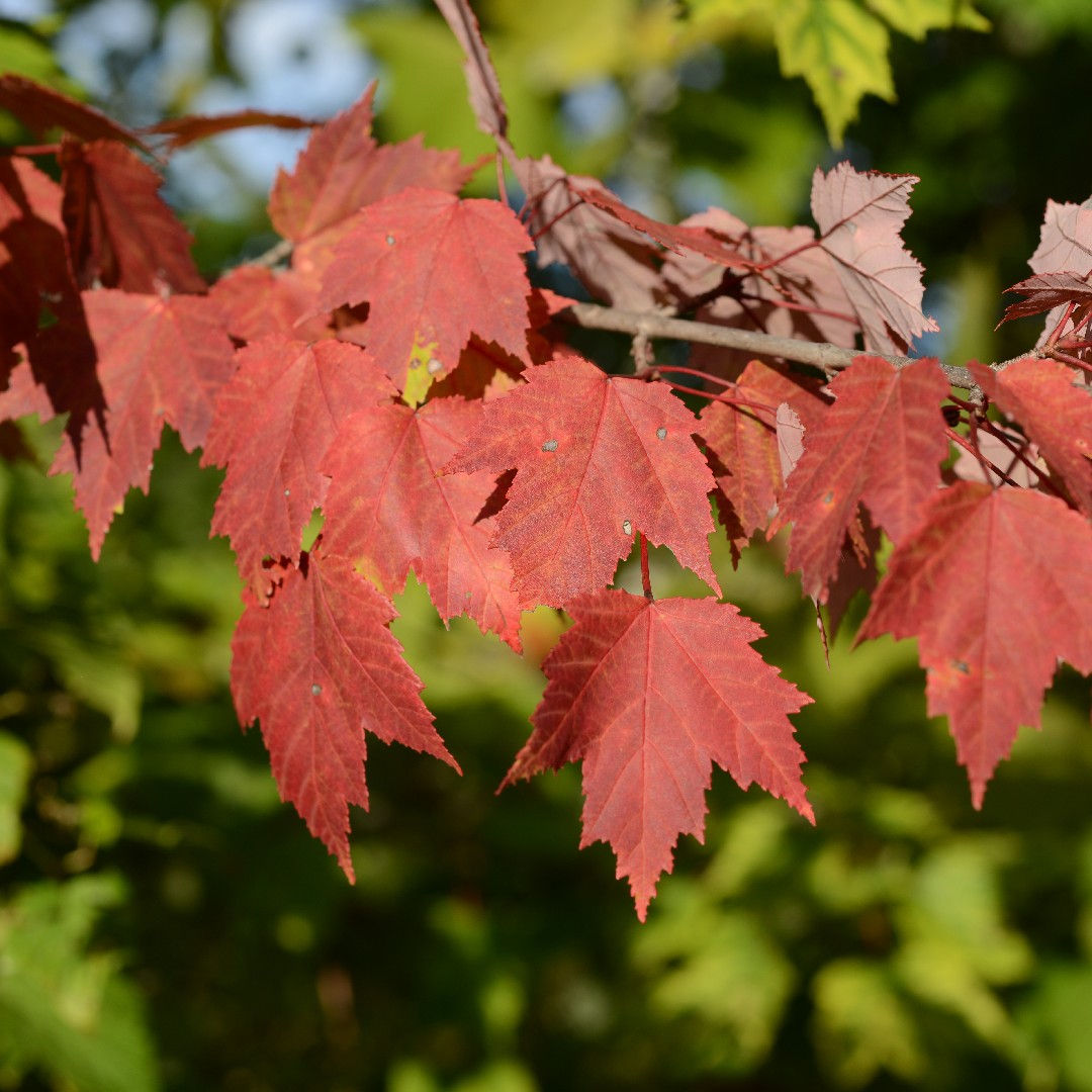 Unsightly black spots on maple leaves won't harm trees