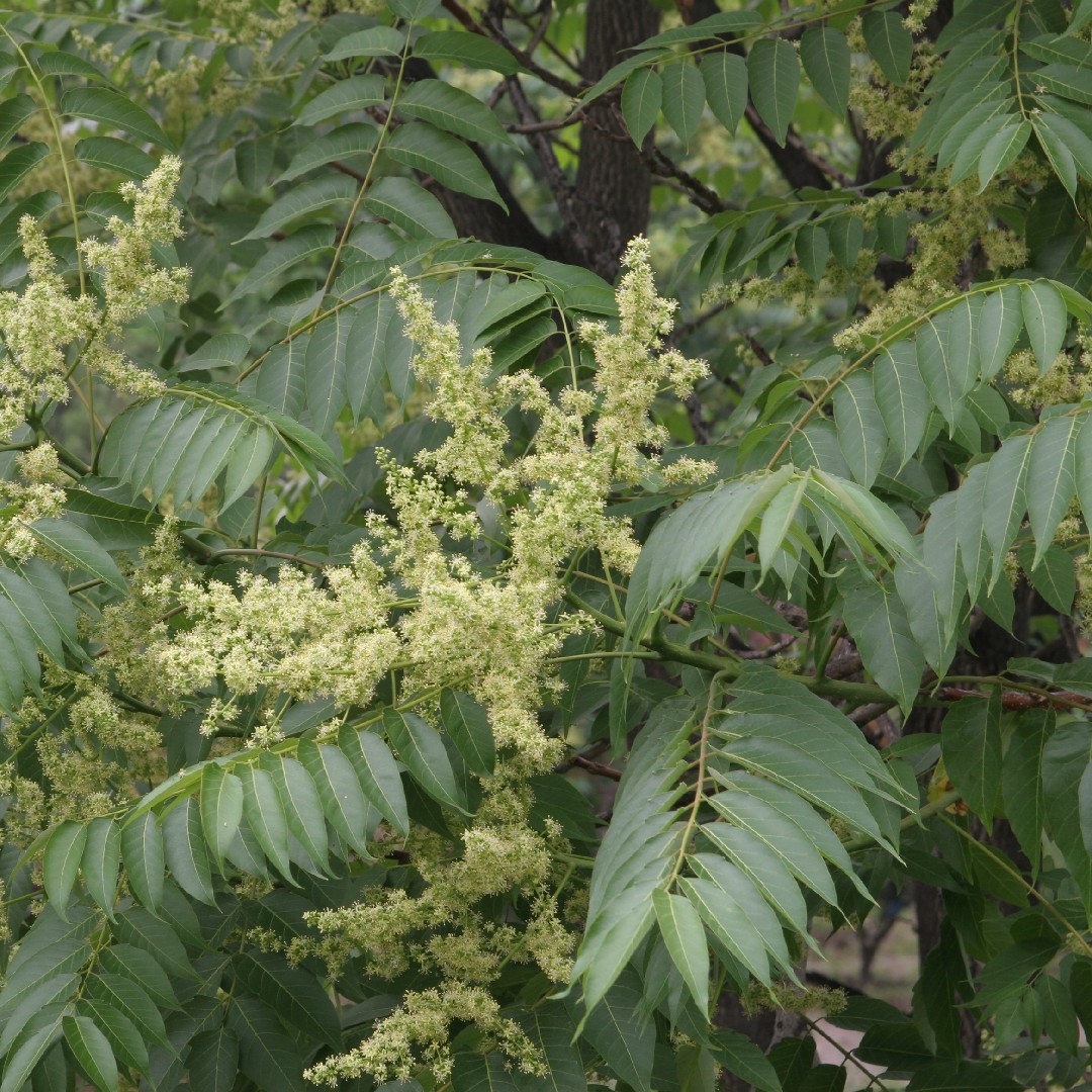 Ailanto Ailanthus Altissima PictureThis